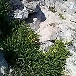 Le Querce