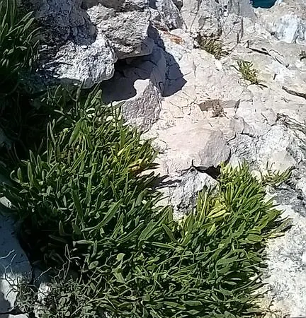 Le Querce